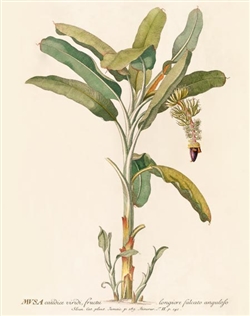 Rare Book Print, Banana plant with fruit cluster