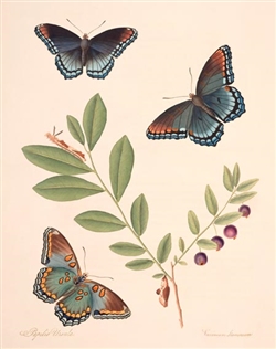 Rare Book Print, Butterfly and Deerberry (Papilio ursula and Vaccinium stamineum L.)