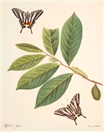 Rare Book Print, Zebra Swallowtail and Pawpaw (Eurytides marcellus Cramer and Asimina species.)