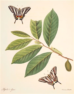 Rare Book Print, Zebra Swallowtail and Pawpaw (Eurytides marcellus Cramer and Asimina species.)