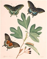 Rare Book Print, Swallowtail and Sassafras (Papilio ilioneus and Sassafras albidum [Nuttall] Nees.)