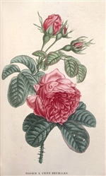 Rare Book Print, Cabbage Rose (Rosa centifolia L.)