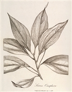 Rare Book Print, Camphor (Cinnamomum camphora L.)