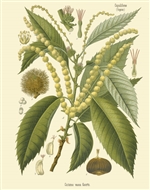 Rare Book Print, Chestnut (Castanea vesea Gaertner.)