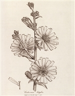 Rare Book Print, Chicory (Cichorium intybus L.)