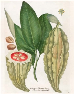 Rare Book Print, Chocolate (Theobroma cacao L.)