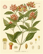 Rare Book Print, Clove (Caryophyllus aromaticus L.)