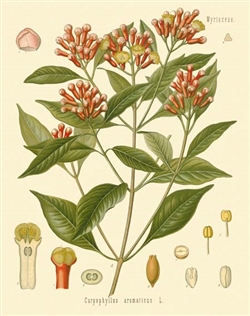 Rare Book Print, Clove (Caryophyllus aromaticus L.)