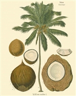 Rare Book Print, Coconut Palm (Cocos nucifera L.)