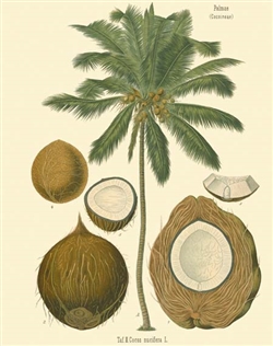 Rare Book Print, Coconut Palm (Cocos nucifera L.)