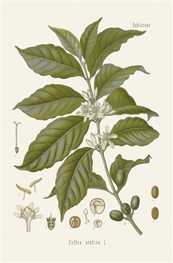 Rare Book Print, Arabian Coffee (Coffea arabica L.)