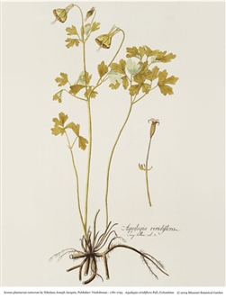Rare Book Print, Columbine (Aquilegia viridiflora Pallas.)
