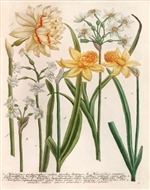 Rare Book Print, Six Daffodils, Narcissus Species