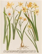 Rare Book Print, Three Daffodils, Narcissus Species