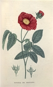 Rare Book Print, French Rose (Rosa gallica L.)