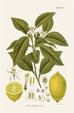 Rare Book Print, Lemon (Citrus lemonum Risso.)