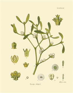 Rare Book Print, Mistletoe (Viscum album L.)