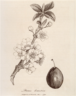 Rare Book Print, Plum (Prunus domestica L.)