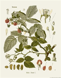 Rare Book Print, American Red Raspberry (Rubus idaeus L.)