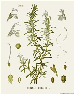 Rare Book Print, Rosemary (Rosmarinus officinalis L.)