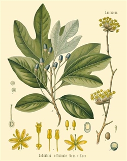 Rare Book Print, Sassafras