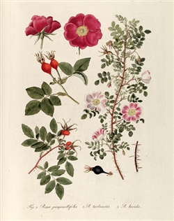 Rare Book Print, Scotch Rose (Rosa pimpinellifolia L.)