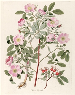 Rare Book Print, Smooth Rose (Rosa blanda Aiton.)