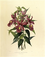 Rare Book Print, Sobralia Macrantha (Pl 37)