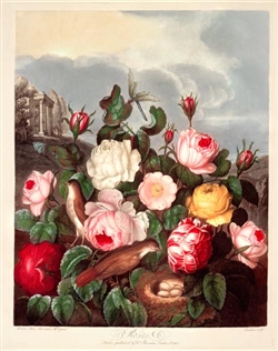 Rare Book Print, Roses