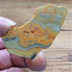 Bumble bee Jasper