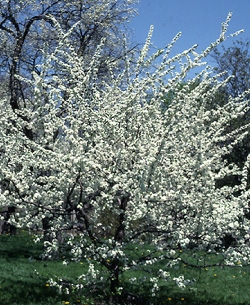 American Plum