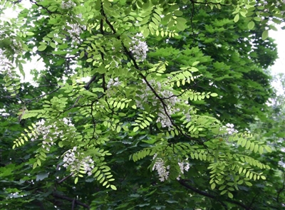 Black Locust