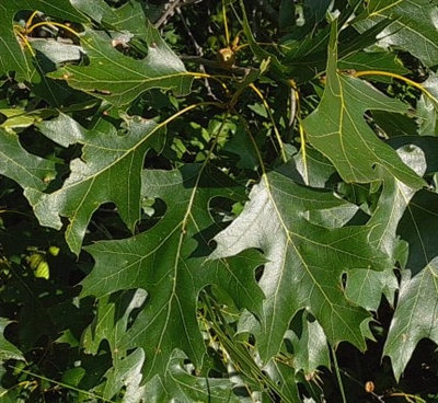 Black Oak