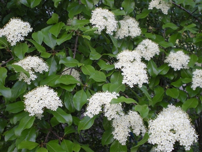 Blackhaw