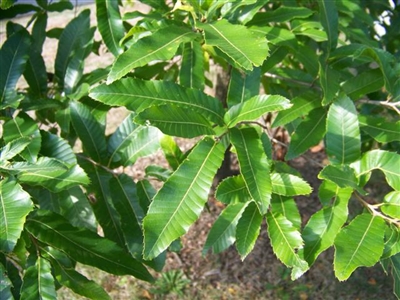 Gobbler Sawtooth Oak