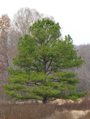 Loblolly Pine - 1st Generation