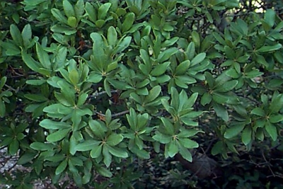 Northern Bayberry