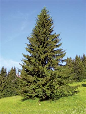 Norway Spruce