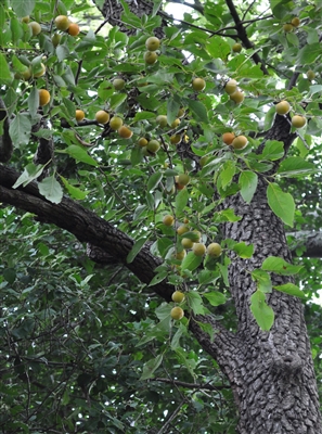 Persimmon