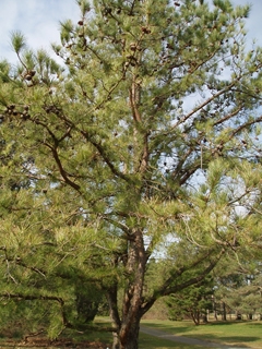Pitch Pine