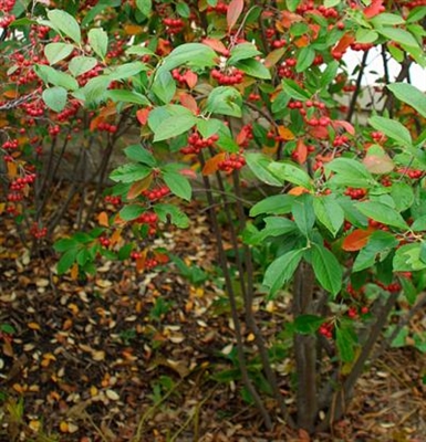 Red Chokeberry