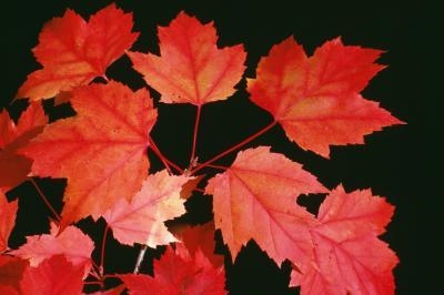 Red Maple