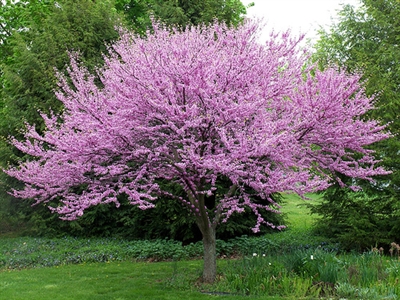 Redbud