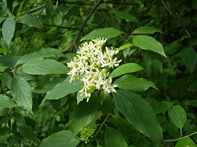 Silky Dogwood