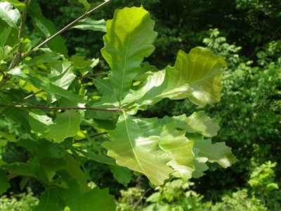 Swamp White Oak