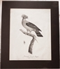 Rare Antique Pauline de Courcelles (Knip) 1805 Large Colombe Double Huppe Print