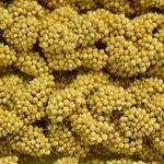 SPRAY MILLET STEMS ( 10 Count )