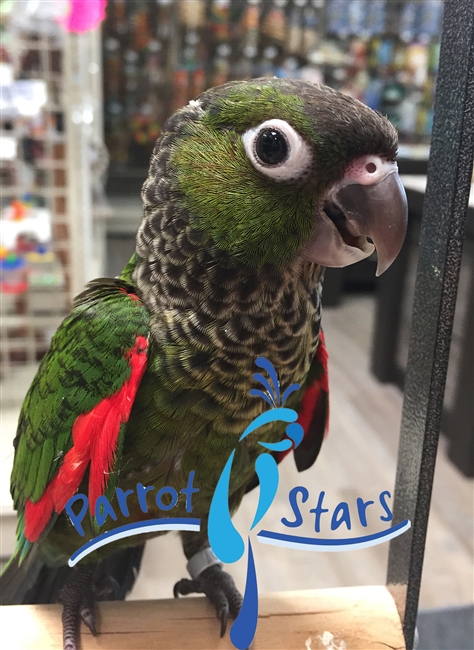 Black Capped Conure