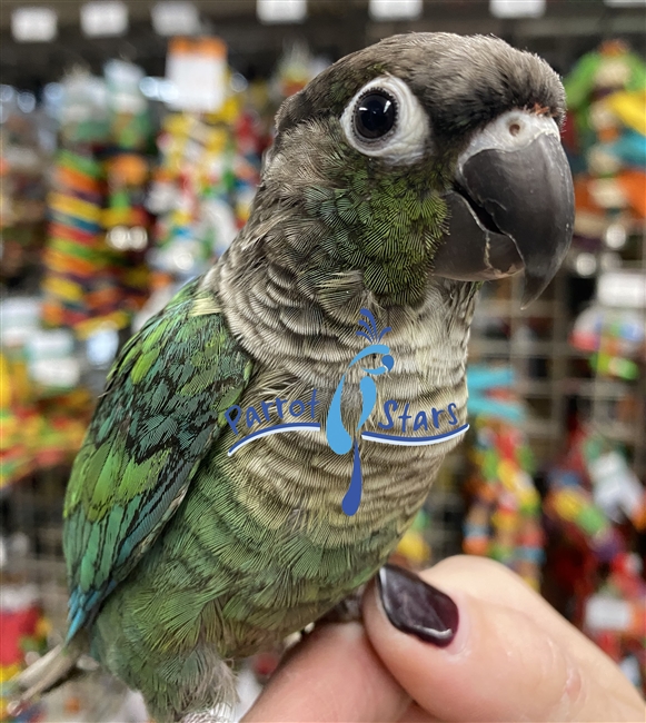 Green Cheek Conure - Turquoise