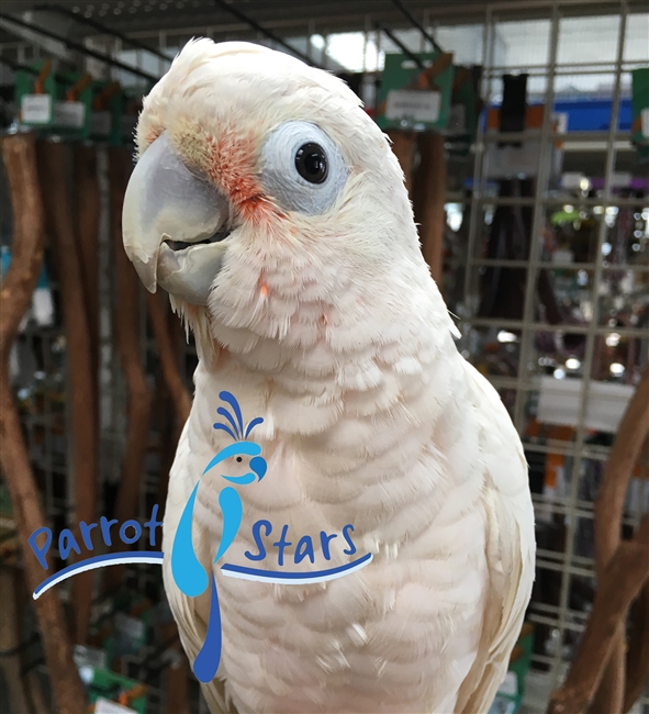 Goffin Cockatoo